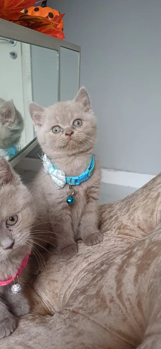Amazing Purebred British Shorthair kittens - Image 2