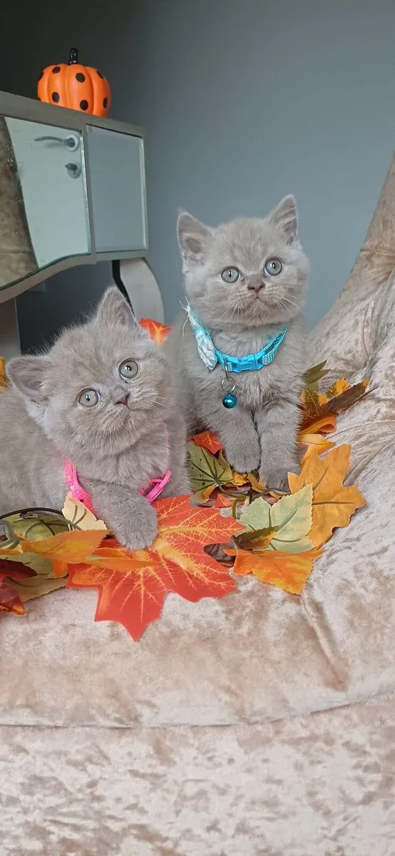 Amazing Purebred British Shorthair kittens - Image 3