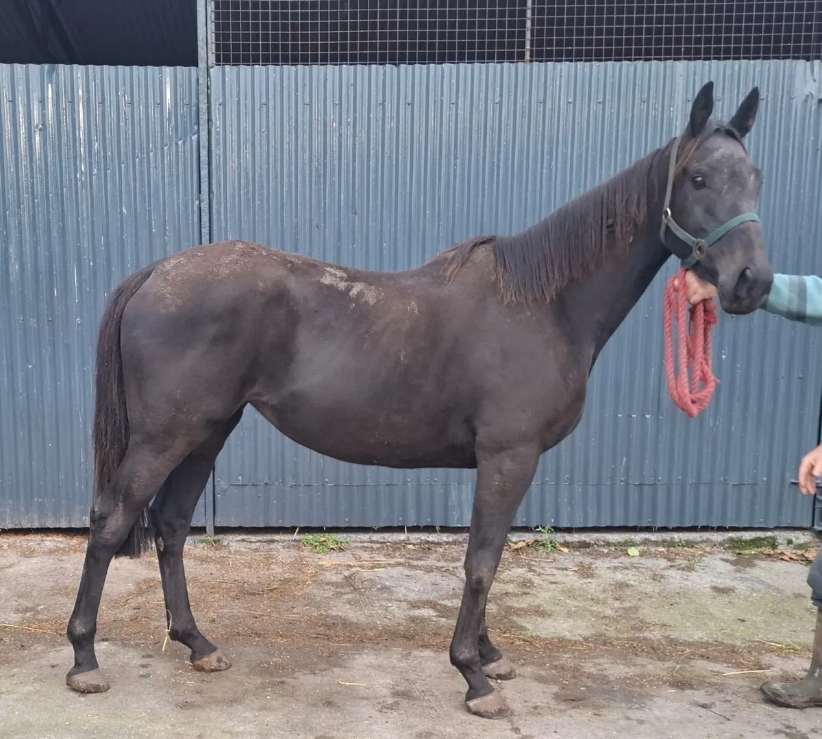 3 Year old N/H filly - Image 1