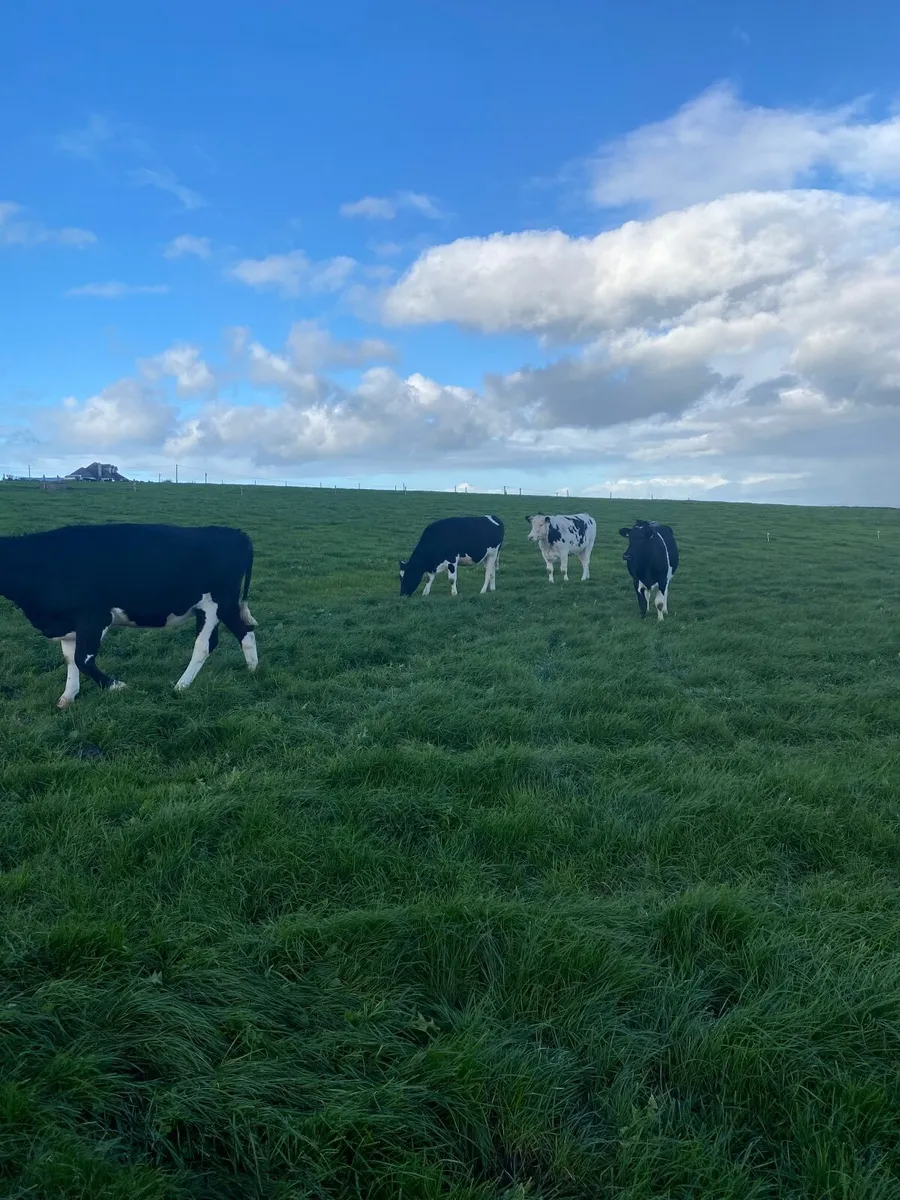 In-Calf HO/FR Heifers - Image 2