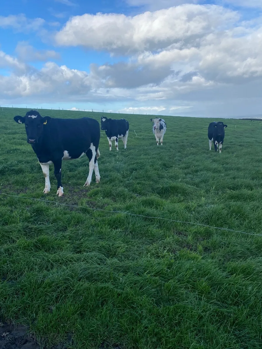 In-Calf HO/FR Heifers - Image 4