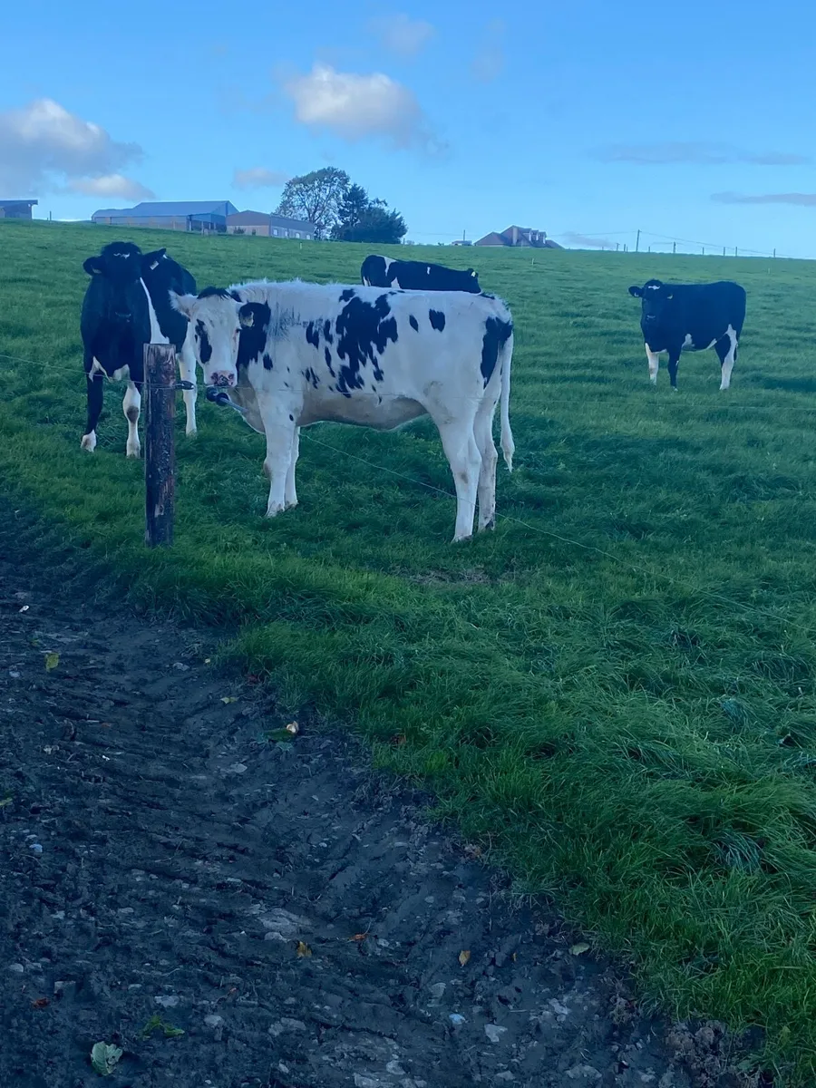 In-Calf HO/FR Heifers - Image 3