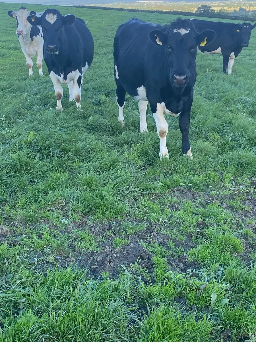 In-Calf HO/FR Heifers - Image 1