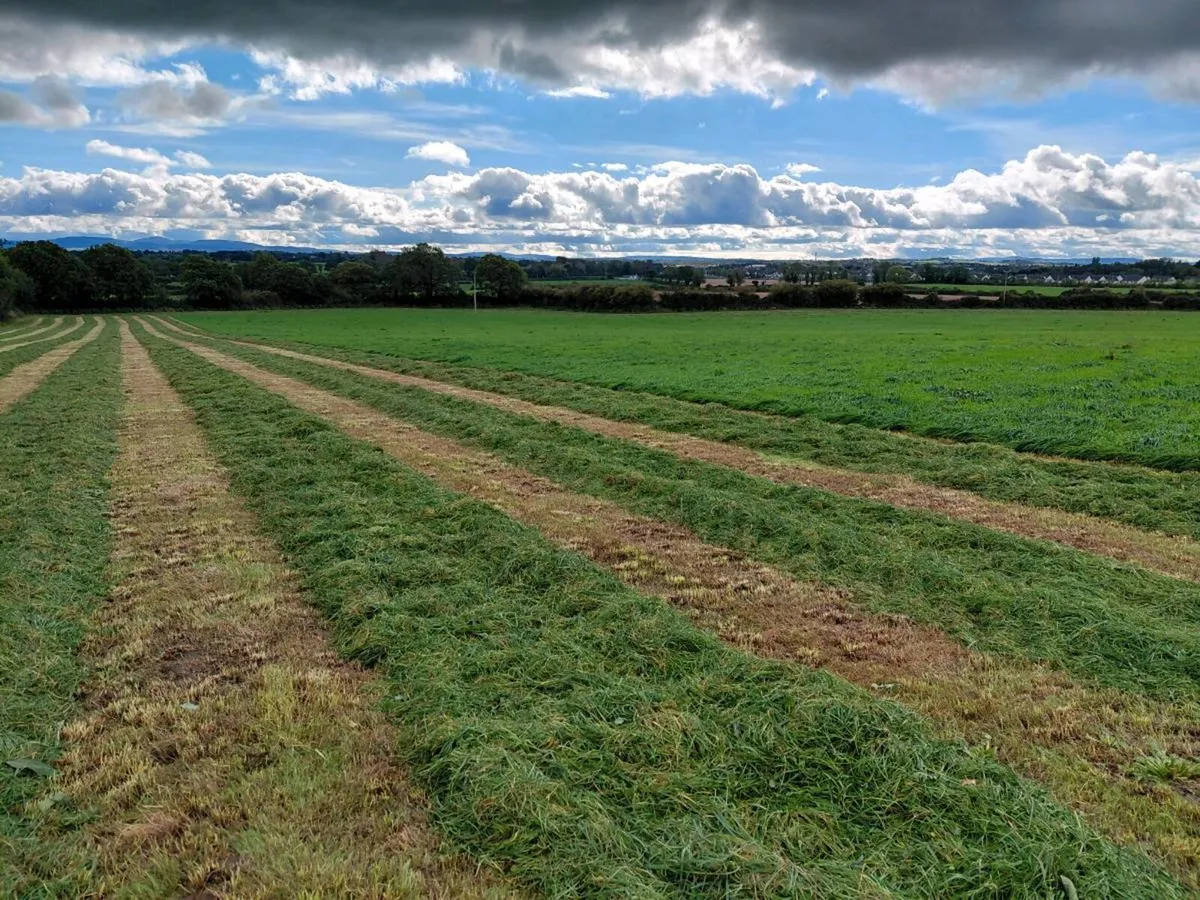 Silage bales - Image 1