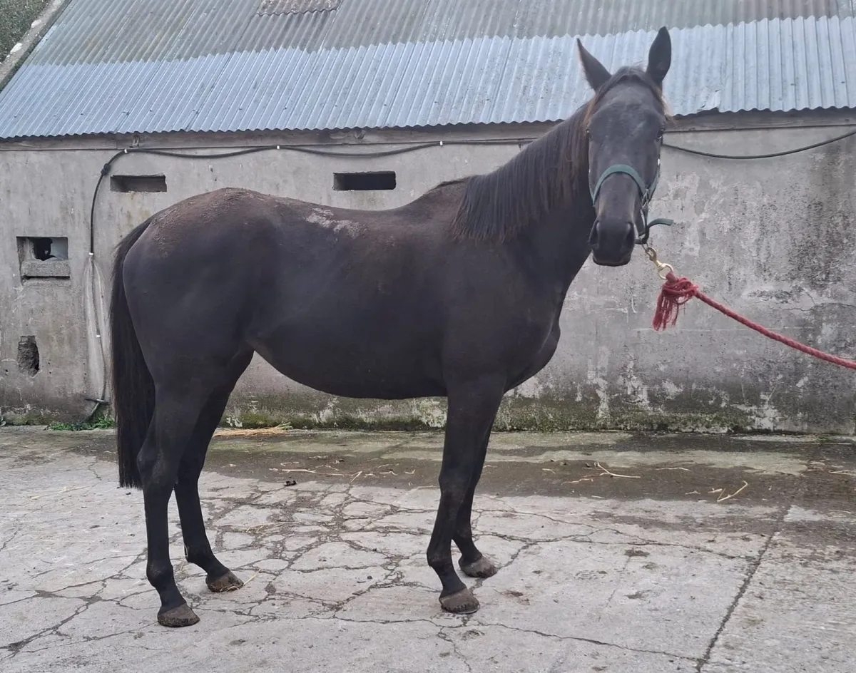 3 Year old N/H filly - Image 3