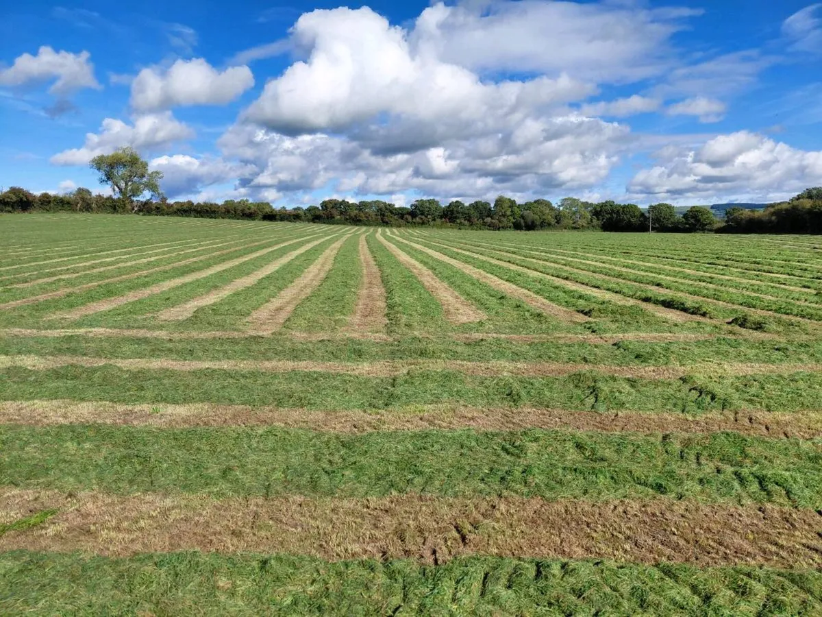 Silage bales - Image 2
