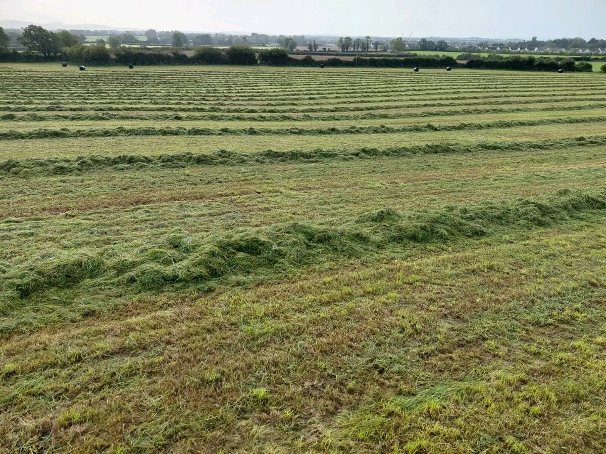 Silage bales - Image 4