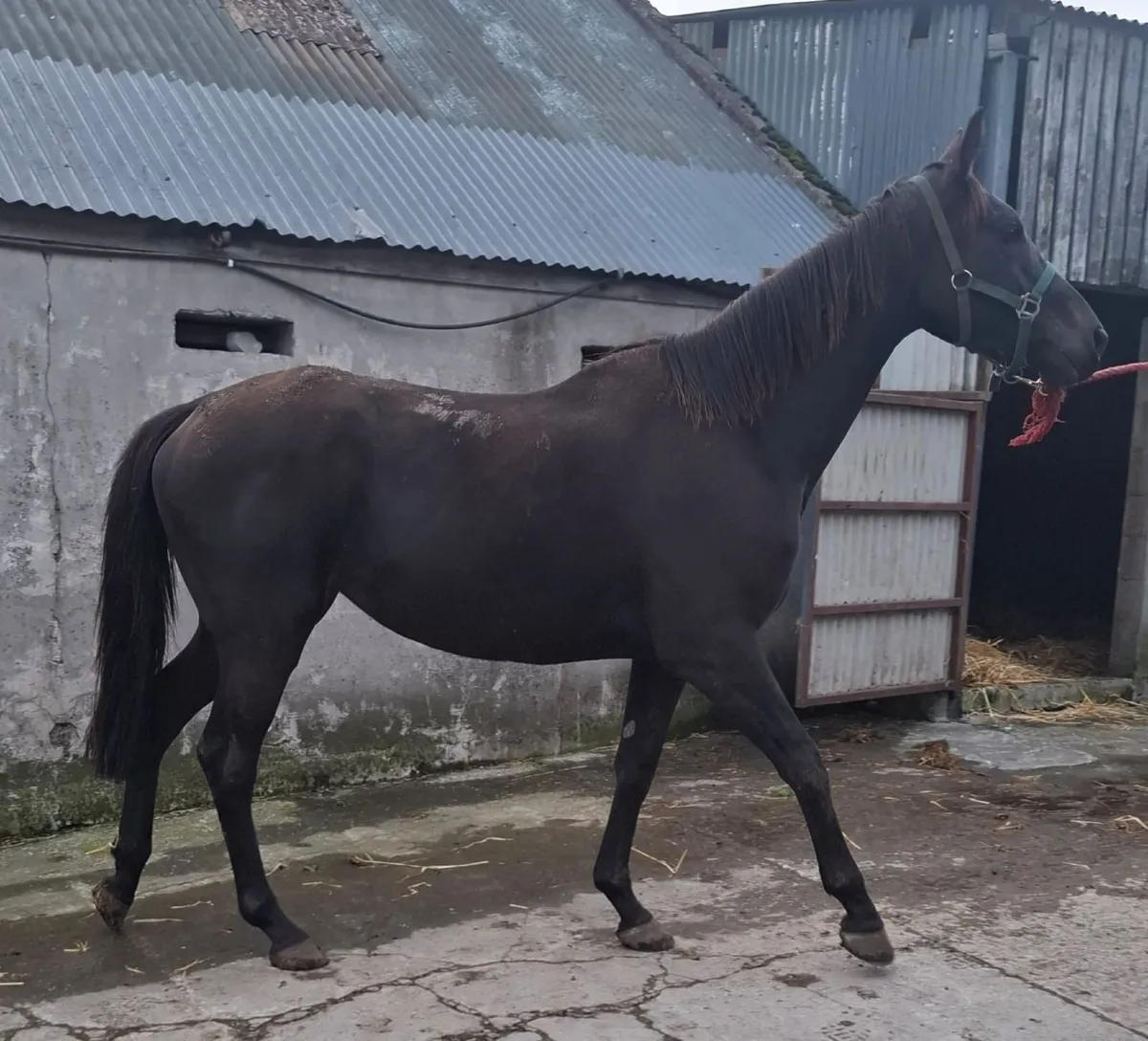 3 Year old N/H filly - Image 2