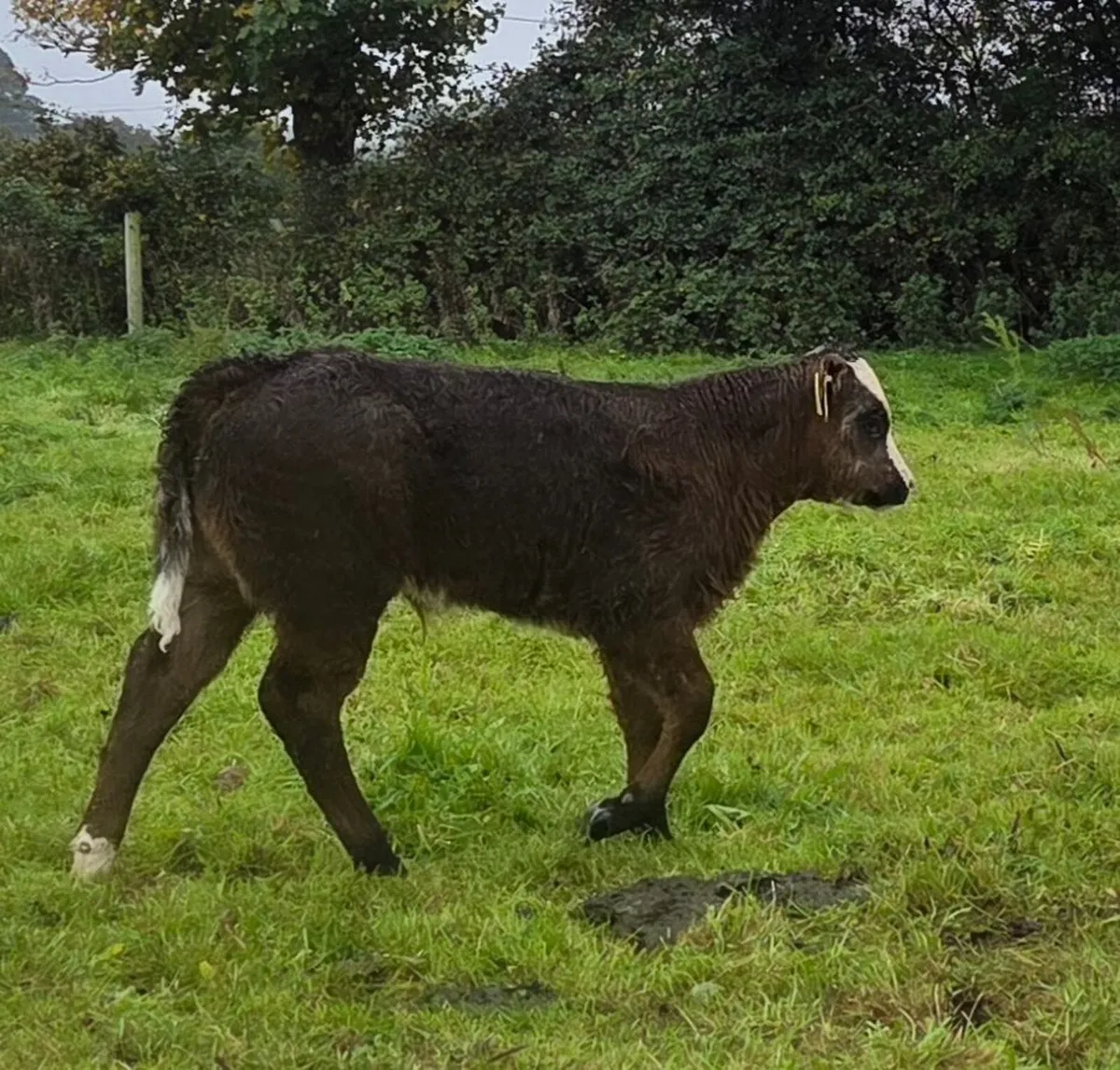 Roscrea Mart 9th of October - Image 4