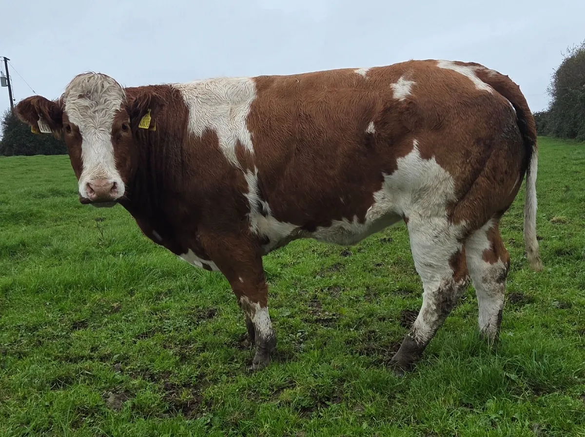 Roscrea Mart 9th of October - Image 2