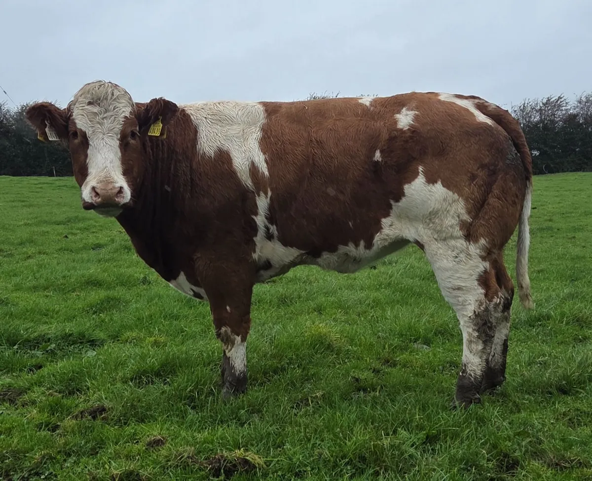 Roscrea Mart 9th of October - Image 1