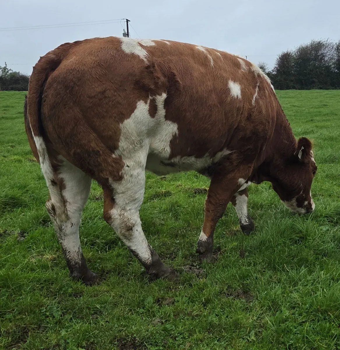 Roscrea Mart 9th of October - Image 3