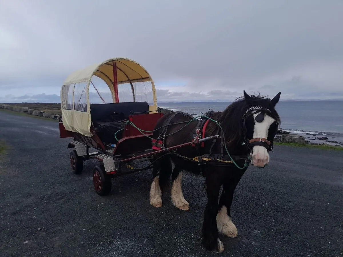 8 seater carriage - Image 4