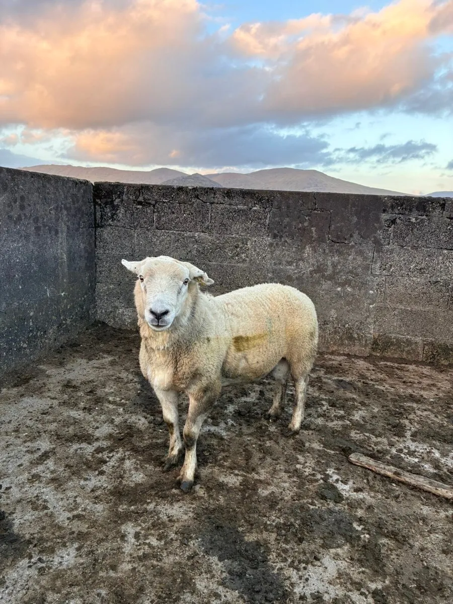 1 texel and 1 swaledale ram - Image 1