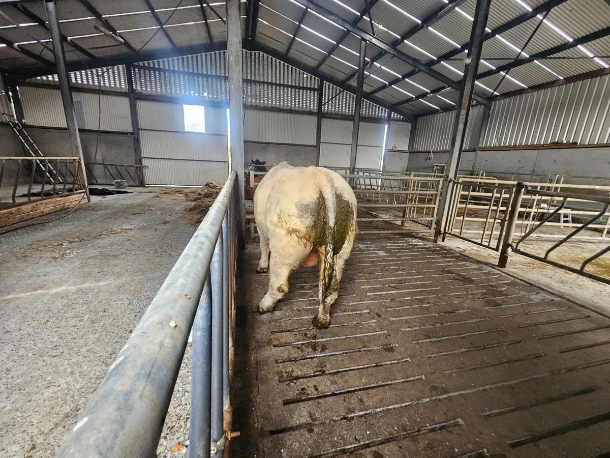 Bull - Image 3