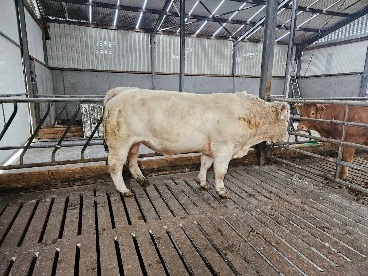 Bull - Image 4