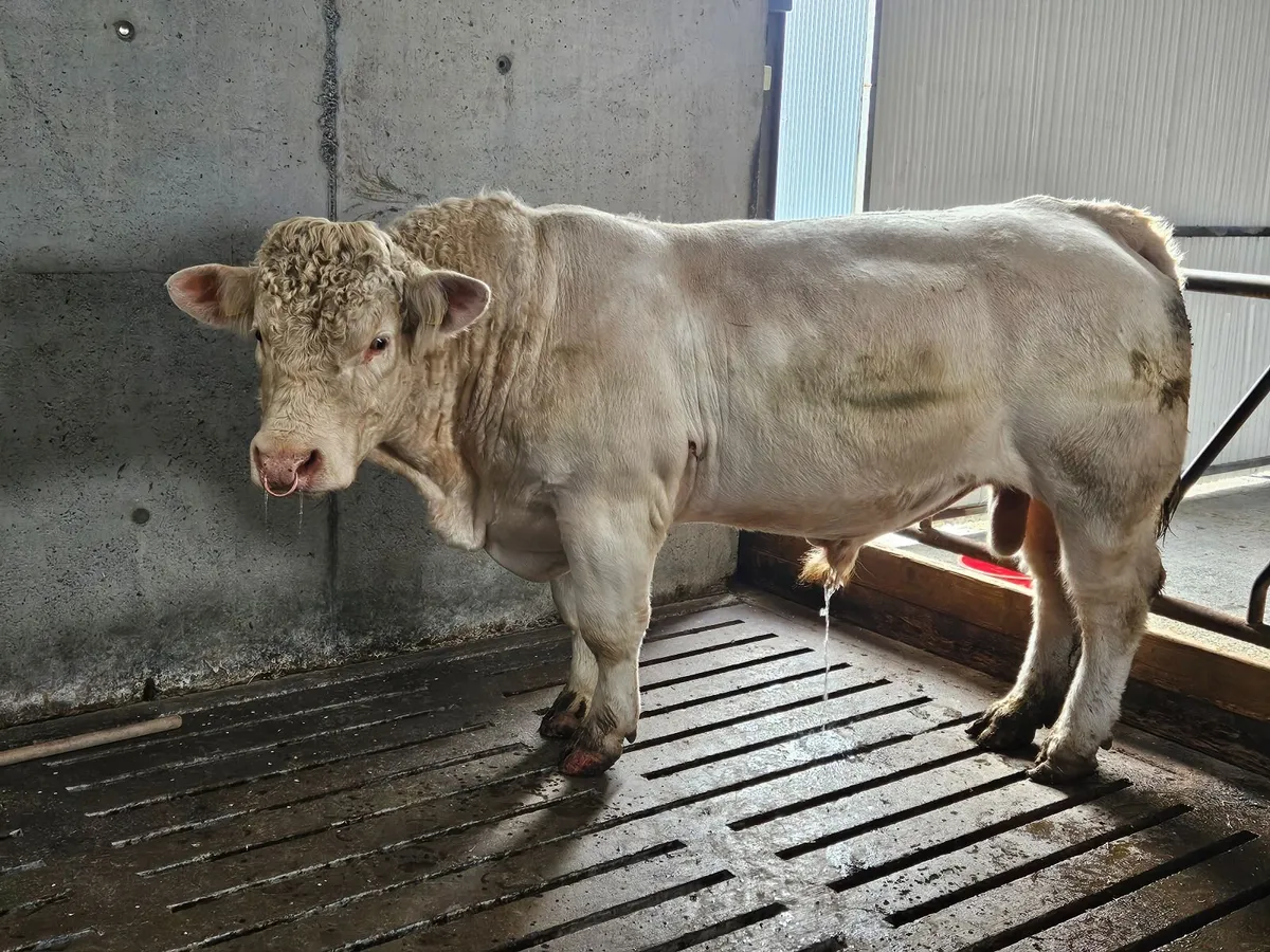 Bull - Image 1