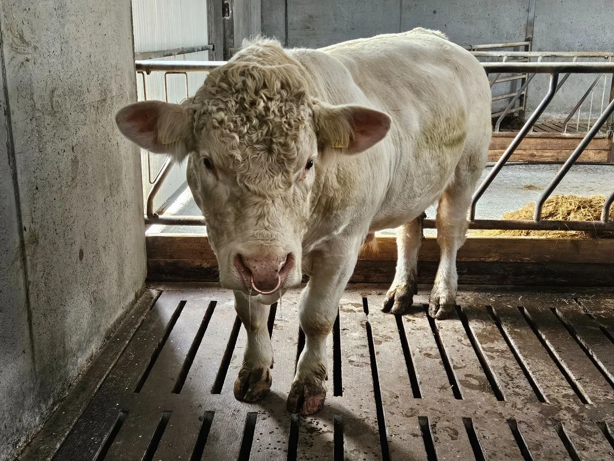 Bull - Image 2