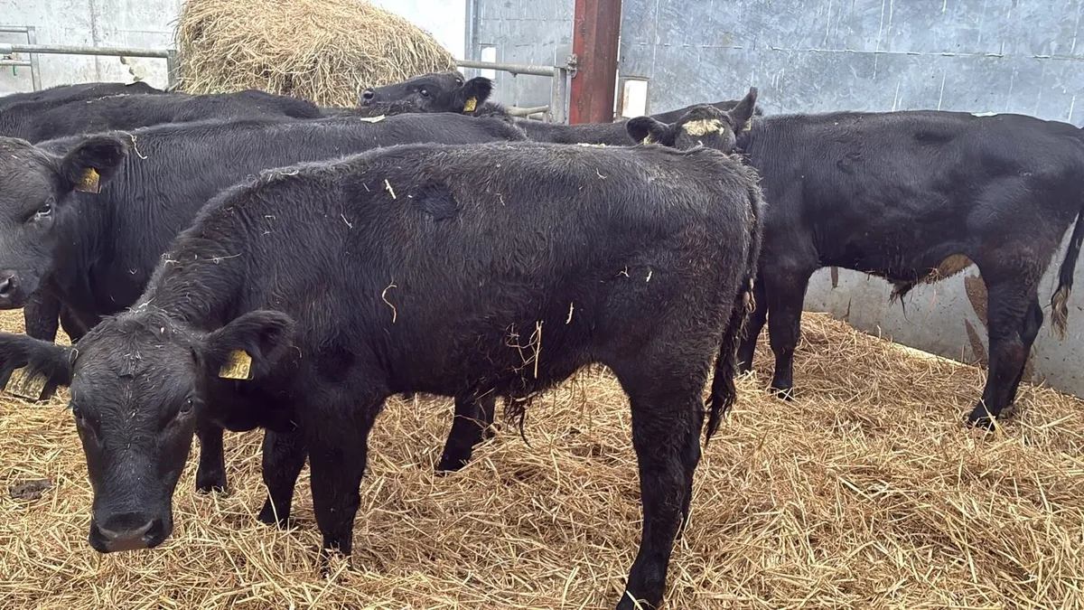 8 super 280 kg Angus bullocks - Image 3
