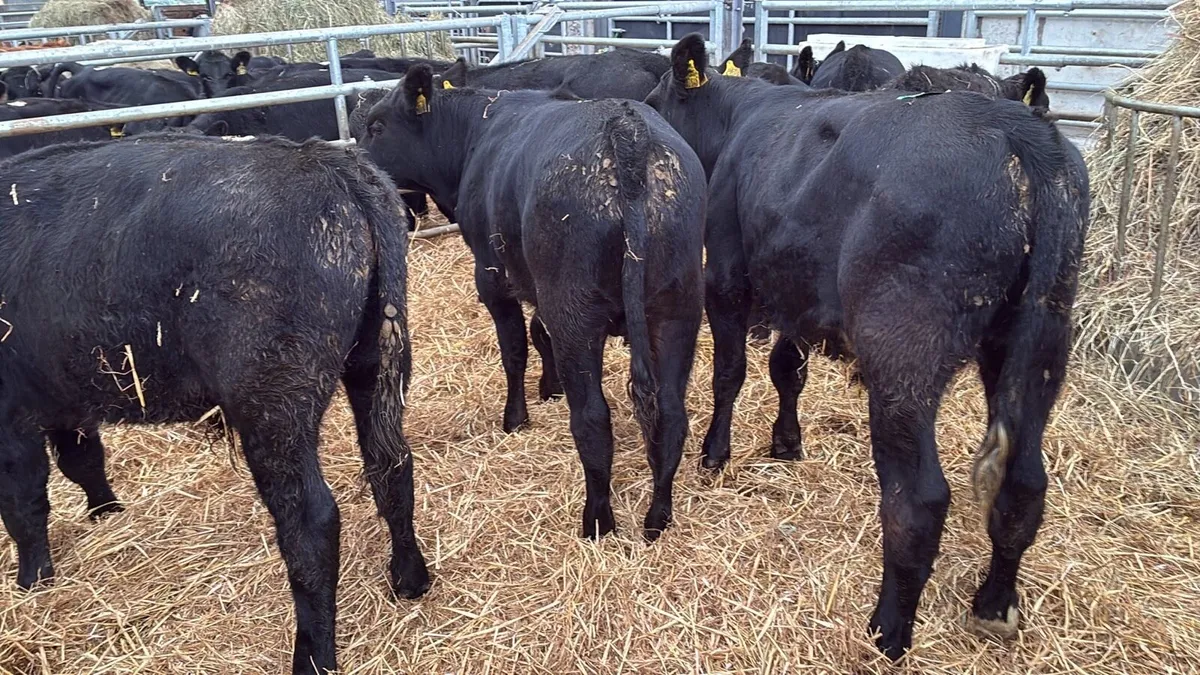 8 super 280 kg Angus bullocks - Image 1