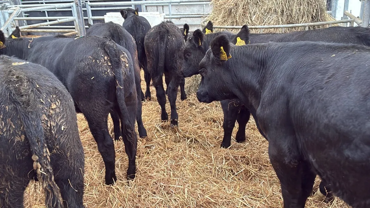 8 super 280 kg Angus bullocks - Image 2