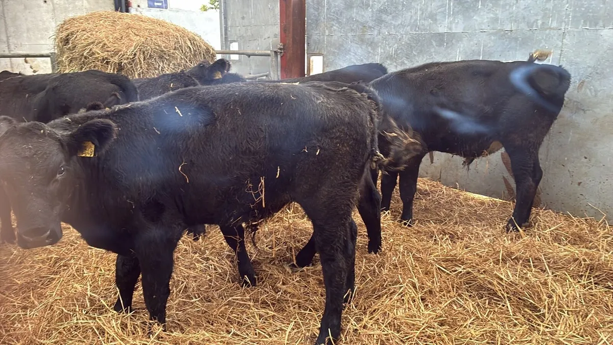 8 super 280 kg Angus bullocks - Image 4