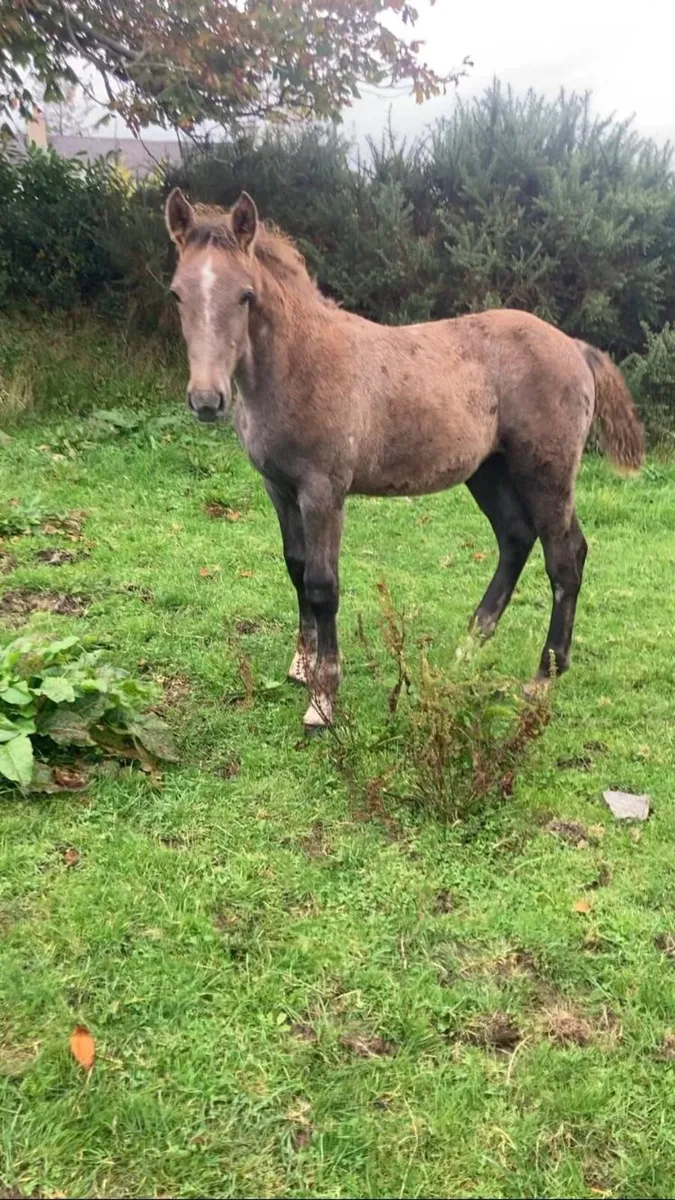 Foals - Image 2