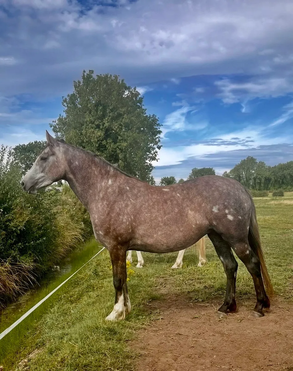 3 yo Irish draught filly - Image 2