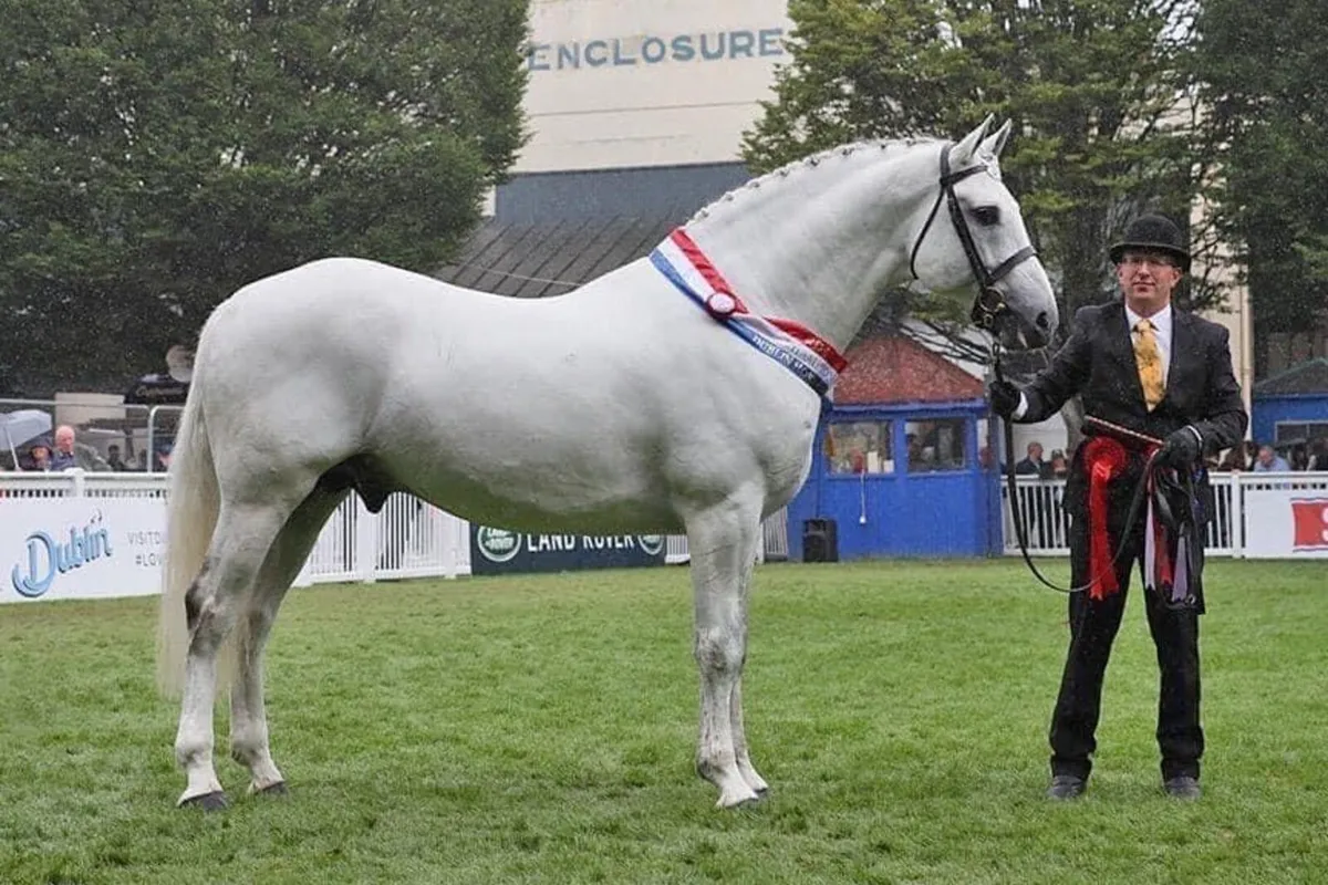 3 yo Irish draught filly for sale in Tipperary for €5,500 on DoneDeal
