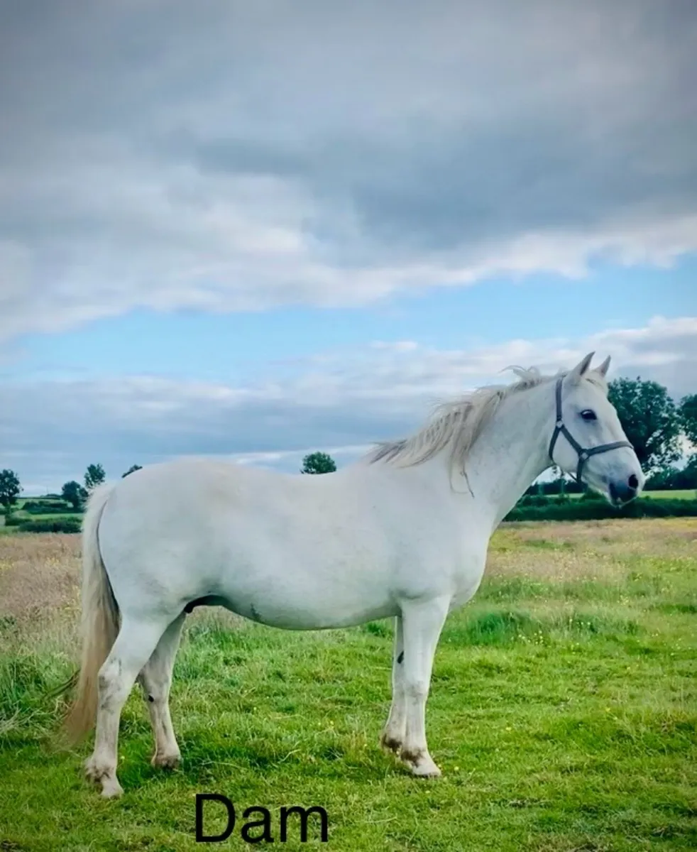 3 yo Irish draught filly for sale in Tipperary for €5,500 on DoneDeal
