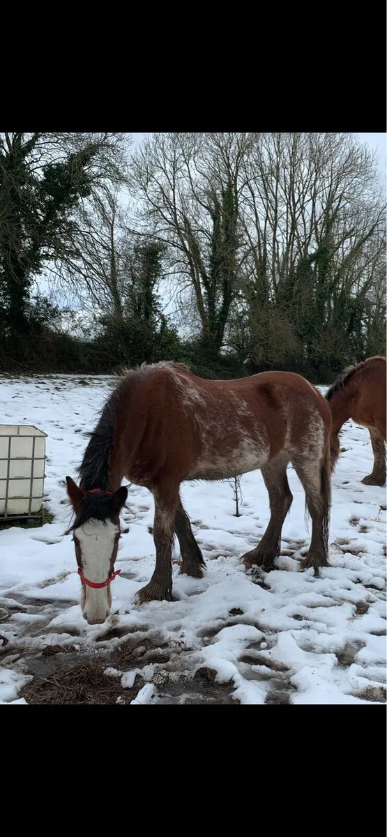 STOLEN Clydesdale mare - Image 2