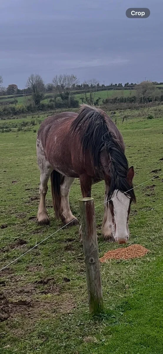 STOLEN Clydesdale mare - Image 3