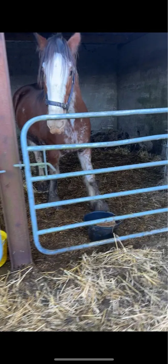 STOLEN Clydesdale mare - Image 4