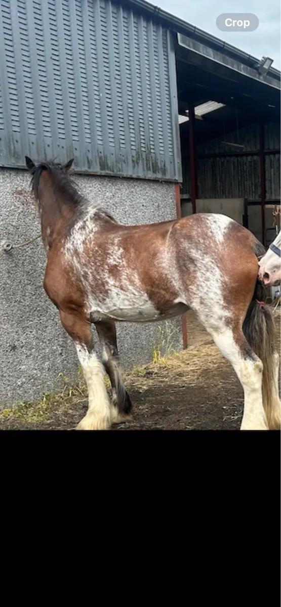 STOLEN Clydesdale mare - Image 1