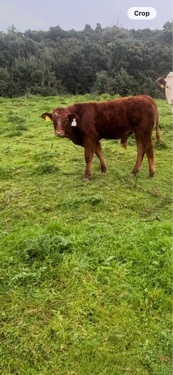 Roan blue cow and calf Forsale - Image 2
