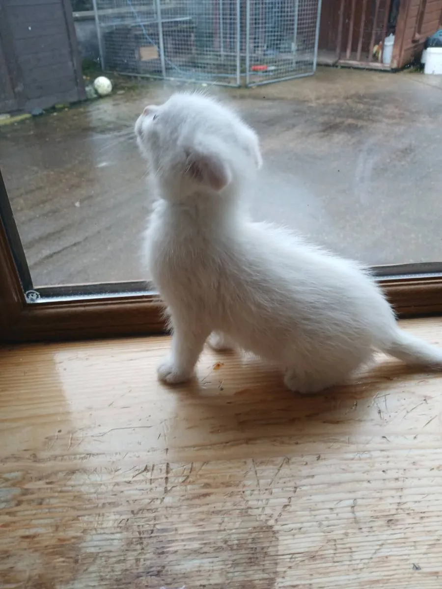 Scottish fold kitten - Image 4