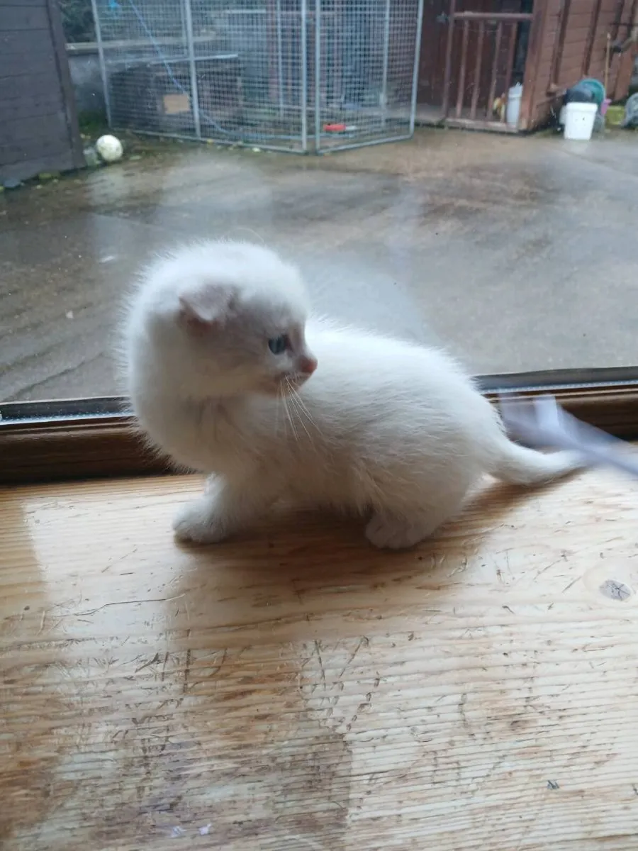 Scottish fold kitten - Image 2