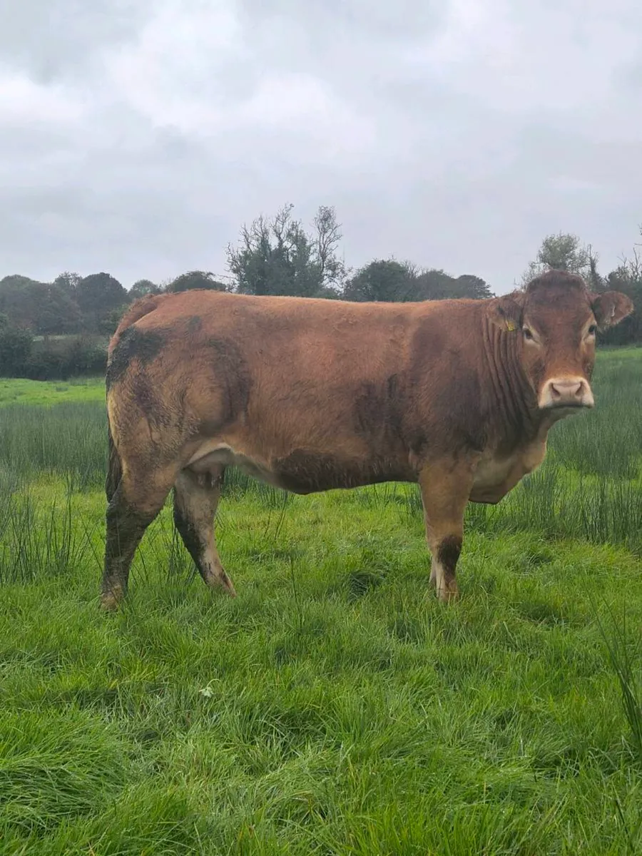 Limousin Cows - Image 1