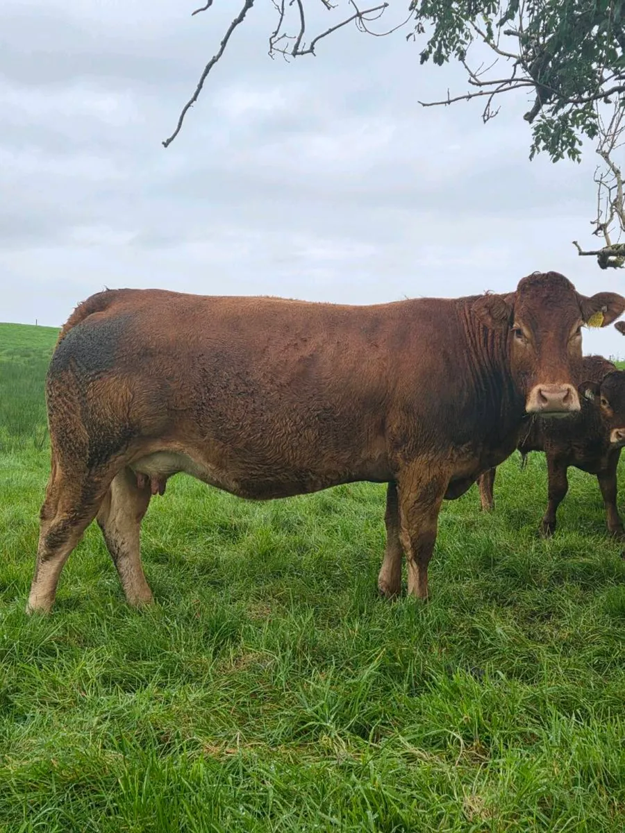 Limousin Cows - Image 2