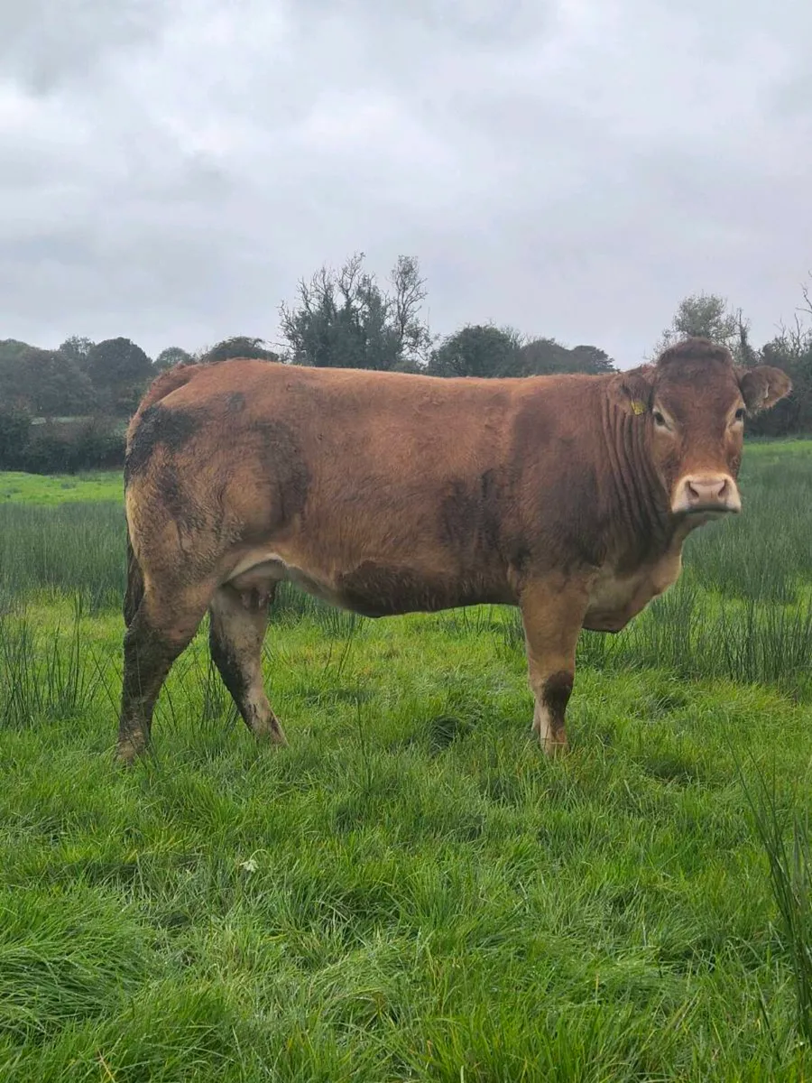 Limousin Cows - Image 3