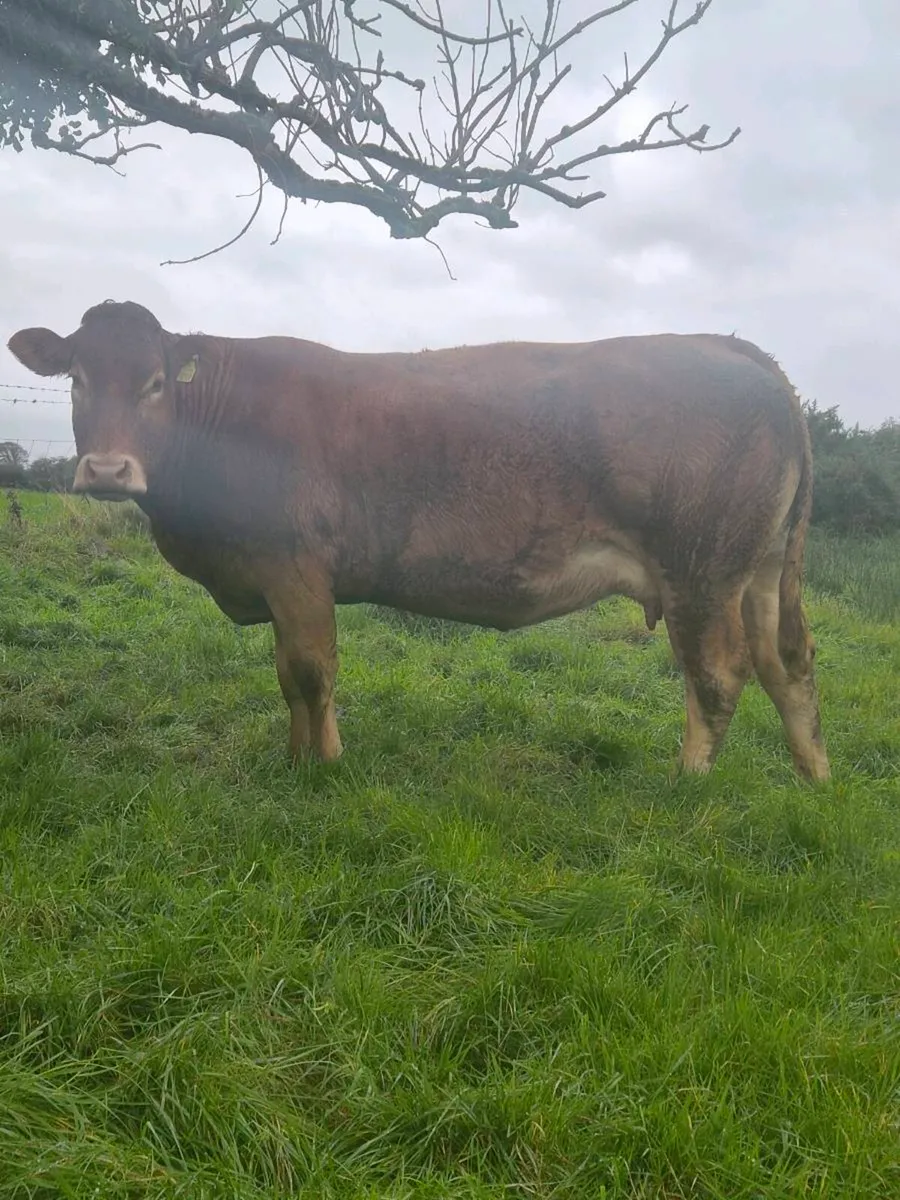 Limousin Cows - Image 4