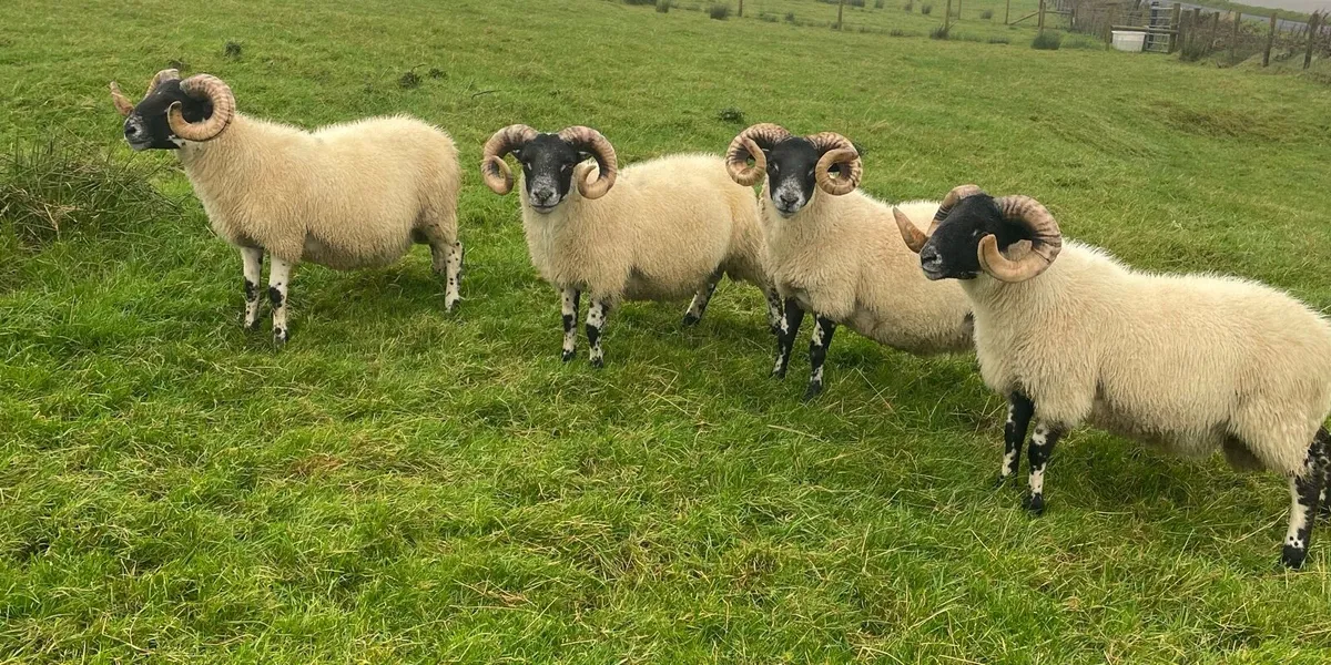Lanark hogget rams - Image 1