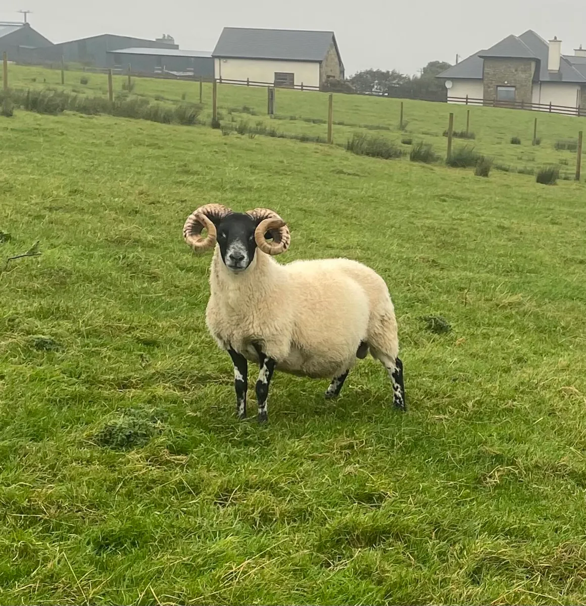 Lanark hogget rams - Image 4