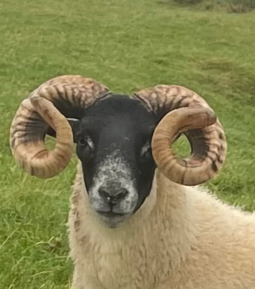 Lanark hogget rams - Image 2