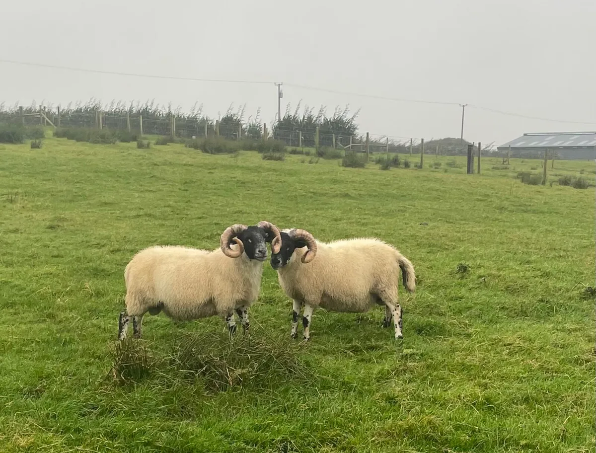 Lanark hogget rams - Image 3