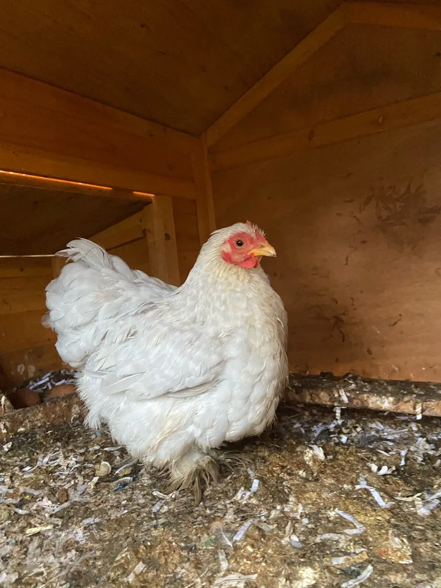 Chickens - Image 3
