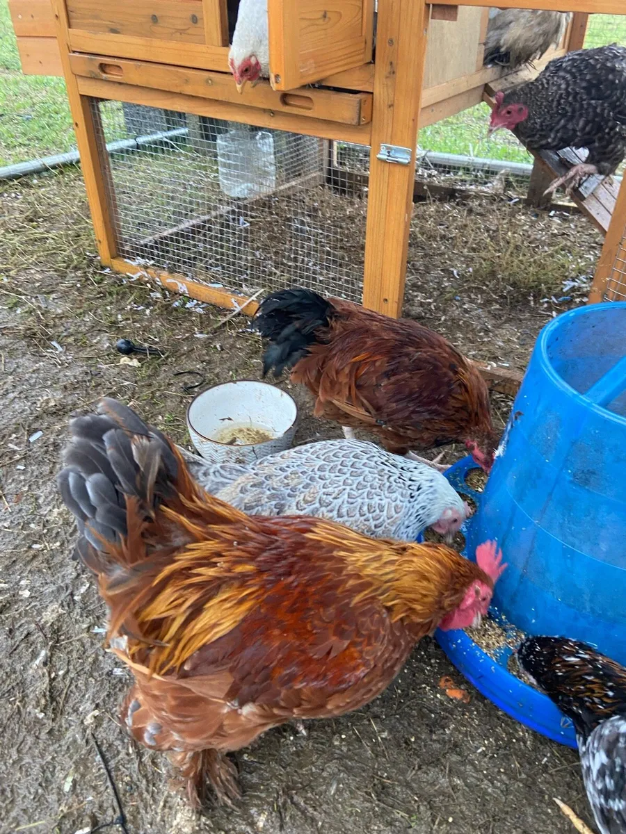 Chickens - Image 4