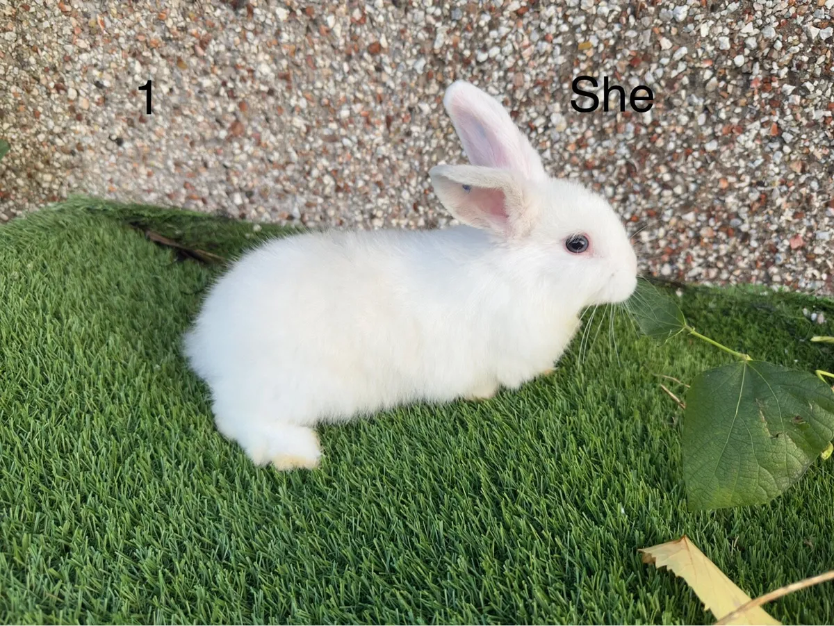 Lop Rabbits - Image 2