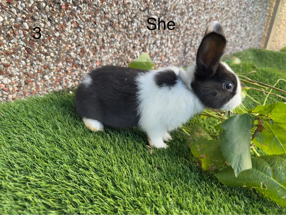 Lop Rabbits - Image 4