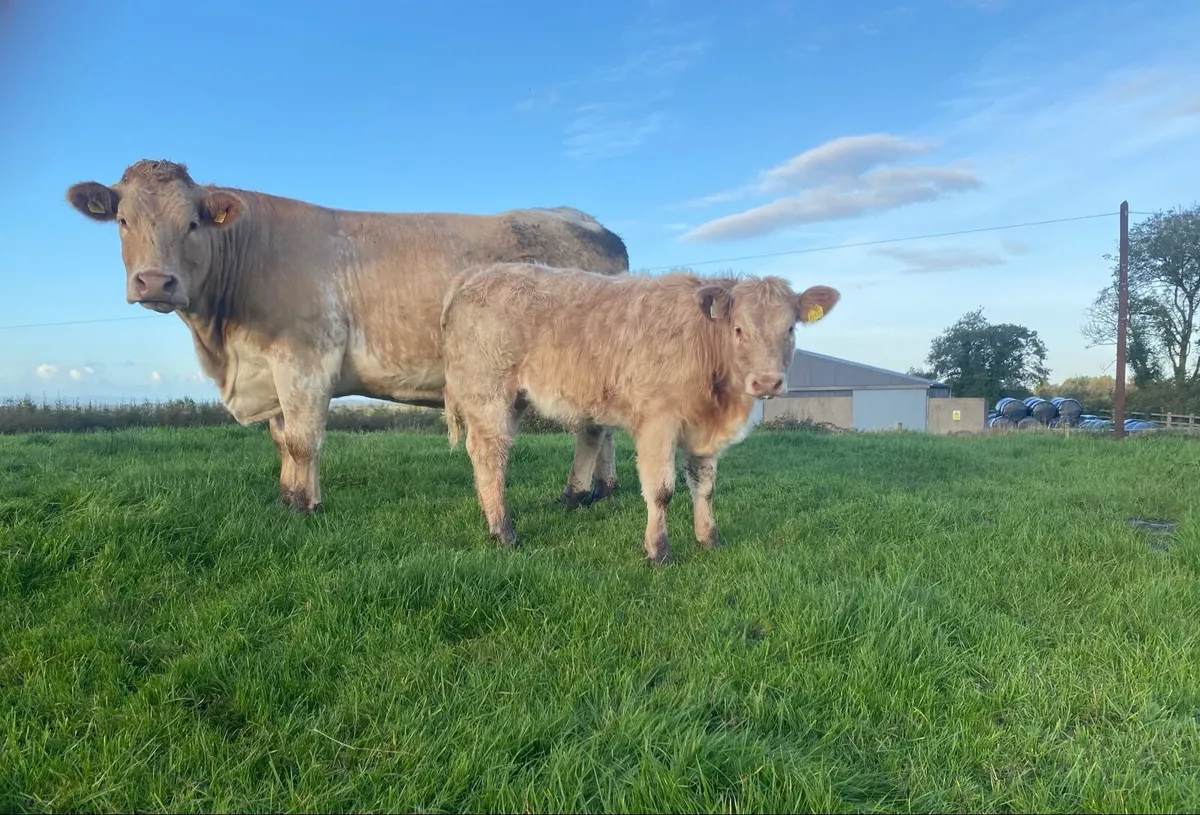 Super CH x LM Cow - Image 1
